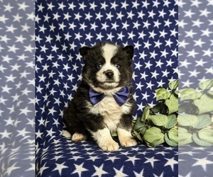Pomsky Puppy for Sale in EPHRATA, Pennsylvania USA
