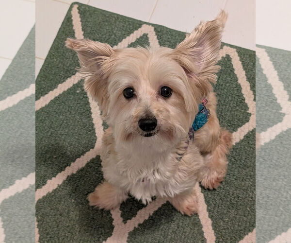 Medium Photo #5 Maltese-Unknown Mix Puppy For Sale in Greensboro, NC, USA