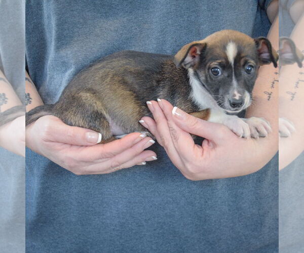 Medium Photo #2 Chipin Puppy For Sale in Huntley, IL, USA