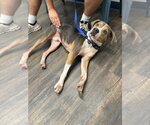 Small #3 Beagle Mix
