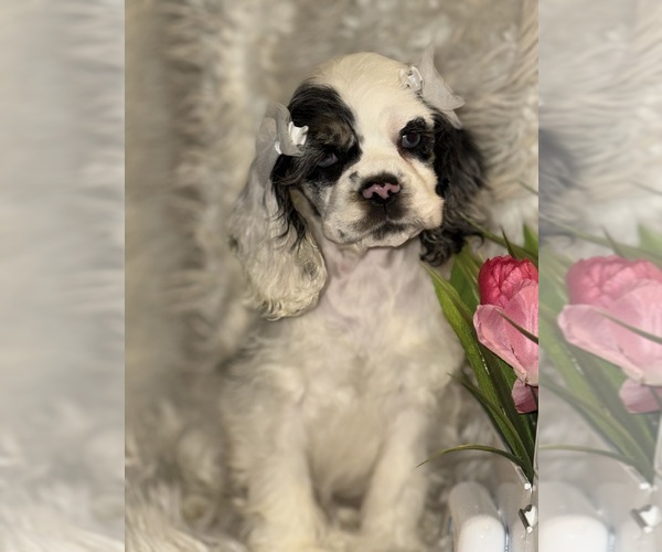 Medium Photo #4 Cocker Spaniel Puppy For Sale in HESPERIA, CA, USA