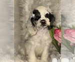 Small #3 Cocker Spaniel