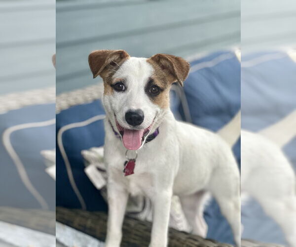 Medium Photo #1 Mutt Puppy For Sale in Rockaway, NJ, USA