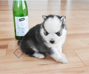 Pomsky Puppy for sale in KANSAS CITY, MO, USA