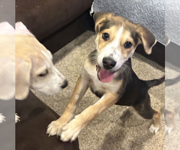 Medium Photo #5 Mutt Puppy For Sale in Plymouth, MN, USA