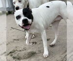Small #2 American Pit Bull Terrier Mix