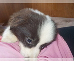 Small Photo #1 Australian Shepherd-Pembroke Welsh Corgi Mix Puppy For Sale in GALLEGOS, NM, USA