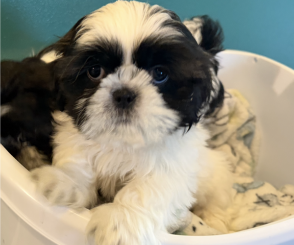 Medium Photo #1 Shih Tzu Puppy For Sale in SPIRIT LAKE, IA, USA