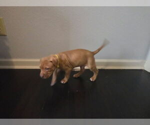 American Pit Bull Terrier Puppy for sale in CHARLOTTE, NC, USA