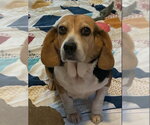 Small #3 Beagle