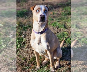 Spencer - Male Labrador Retriever Dog for Adoption - Photo #2