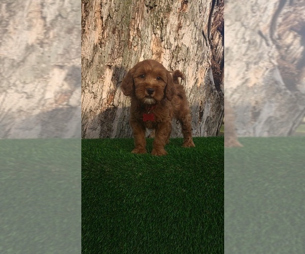 Medium Photo #4 Goldendoodle (Miniature) Puppy For Sale in INDIANAPOLIS, IN, USA