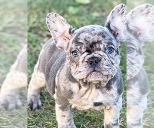 French Bulldog Puppy for sale in FORT PLAIN, NY, USA