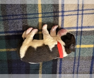 Saint Bernard Puppy for sale in FAIRMONT, WV, USA