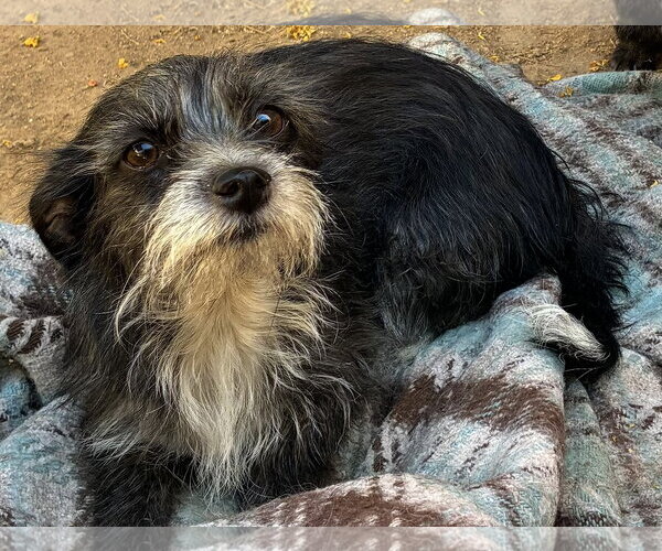 Medium Photo #2 Mutt Puppy For Sale in Apple Valley, CA, USA