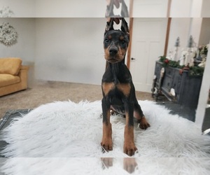 Doberman Pinscher Puppy for sale in WARSAW, IN, USA