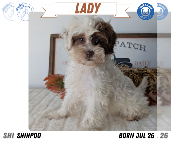 Medium Photo #54 ShihPoo Puppy For Sale in GOSHEN, IN, USA
