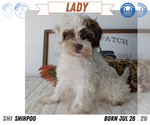 Small Photo #54 ShihPoo Puppy For Sale in GOSHEN, IN, USA
