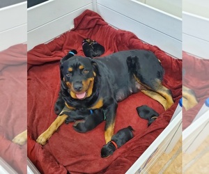 Rottweiler Puppy for sale in WINTER GARDEN, FL, USA