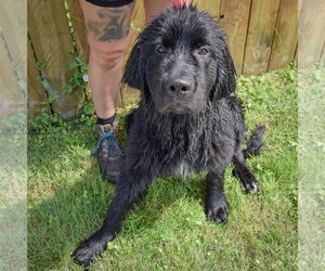 Tank - Male Mutt Dog for Adoption - Photo #4