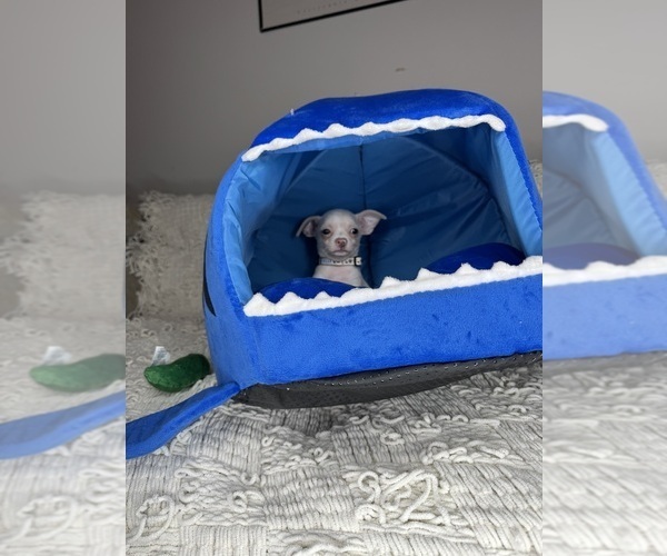 Medium Photo #5 Chihuahua Puppy For Sale in CHARLOTTE, NC, USA