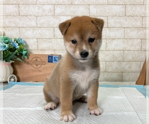 Shiba Inu Puppy for sale in EMPIRE STATE, NY, USA