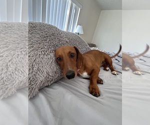Mother of the Dachshund puppies born on 05/20/2024