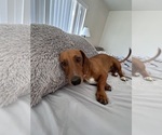 Small Photo #1 Dachshund Puppy For Sale in LITTLEROCK, CA, USA