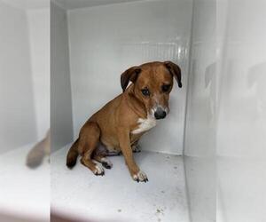 Rhodesian Ridgeback Dogs for adoption in Houston, TX, USA