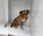 Small Rhodesian Ridgeback