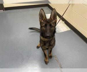 Mutt Dogs for adoption in Denver, CO, USA