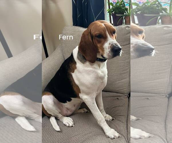 Medium Photo #2 Mutt Puppy For Sale in Woodbury, NY, USA