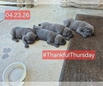 Small #26 Cane Corso