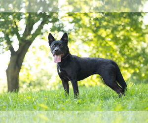 Medium American Pit Bull Terrier-Huskies  Mix