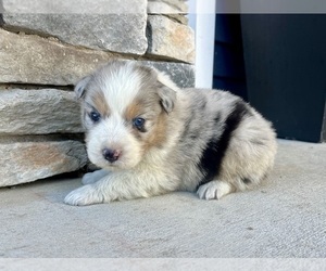 Australian Shepherd Puppy for sale in LODA, IL, USA
