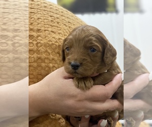Goldendoodle-Poodle (Miniature) Mix Puppy for sale in N HIGHLANDS, CA, USA