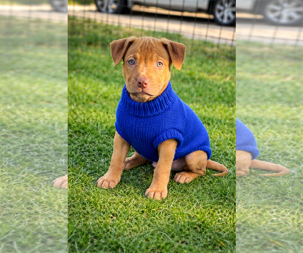 Medium Photo #7 Mutt Puppy For Sale in Euless, TX, USA