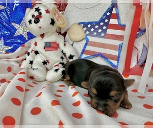 Morkie Puppy for sale in CASSVILLE, MO, USA