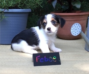 Chorkie Puppy for sale in MANKATO, MN, USA