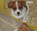 Puppy Faizon Jack Russell Terrier