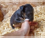 Small #3 Bull Terrier