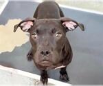 Small #1 Boxer Mix