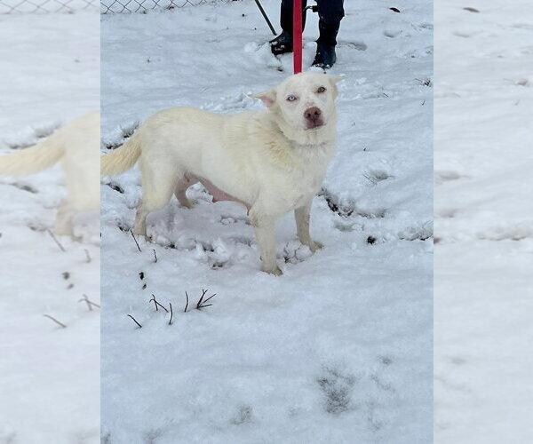 Medium Photo #4 Siberian Husky-Unknown Mix Puppy For Sale in Aurora, IN, USA