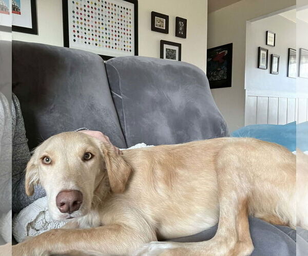 Medium Photo #15 Golden Labrador Puppy For Sale in Minneapolis, MN, USA