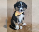 Small Photo #2 Australian Shepherd Puppy For Sale in PHOENIX, AZ, USA