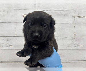 Mutt Dogs for adoption in San Bernardino, CA, USA