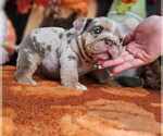 Puppy Puppy 2 Bulldog