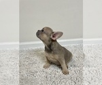 Small Photo #5 French Bulldog Puppy For Sale in CHARLESTON, SC, USA