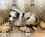 Small #11 Shetland Sheepdog