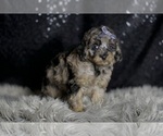 Small Photo #30 Maltipoo (Miniature) Puppy For Sale in WARSAW, IN, USA